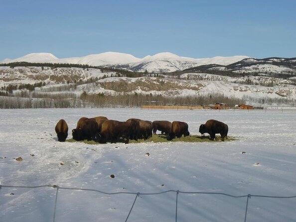 Arctic Day: Yukon Wildlife Half Day Viewing Tour - Key Points