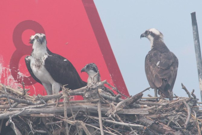 Birding By Boat on the Osprey - Key Points