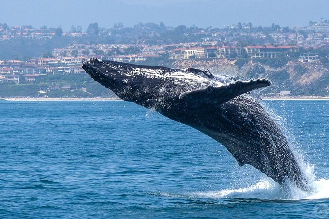 Dana Point Dolphin and Whale Watching Eco-Safari - Logistics and Departure Information