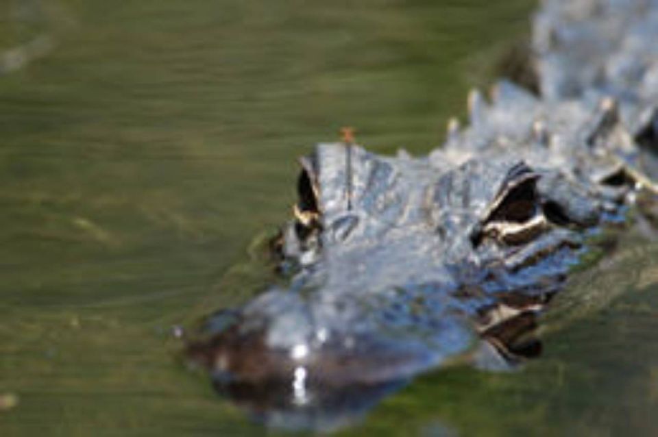 Everglades: Everglades Alligators and Orchids Kayak Eco Tour - Duration and Language