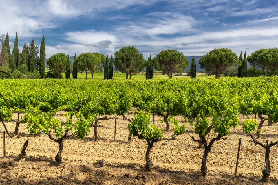 From Aix-En-Provence: Châteauneuf Du Pape Wineries Day Trip - Key Points