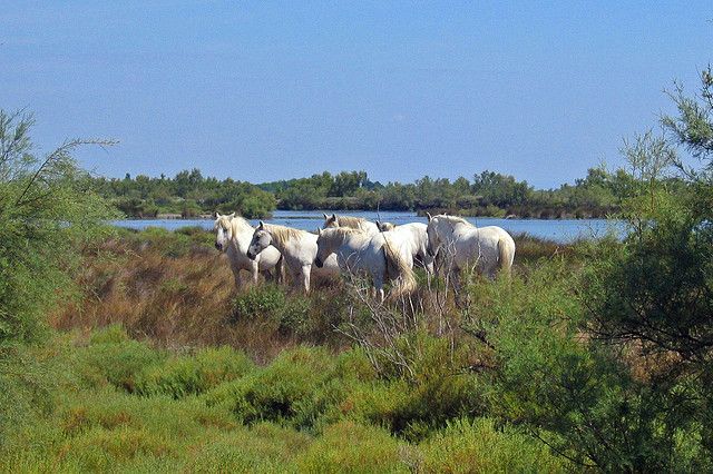 From Avignon: Half-Day Camargue and Saintes-Maries-de-la-Mer - Key Points