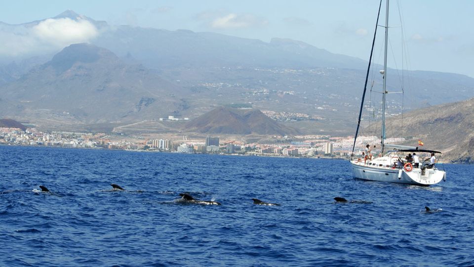 From Los Gigantes: Whale Watching Sailboat Cruise - Key Points