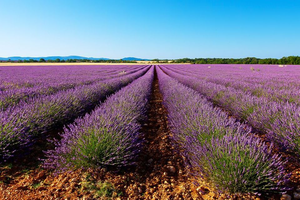 From Marseille: Lavender Full-Day Valensole - Key Points