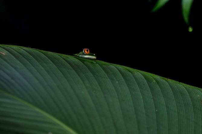 La Fortuna Best Frogs and Wildlife Night Tour - Booking Details
