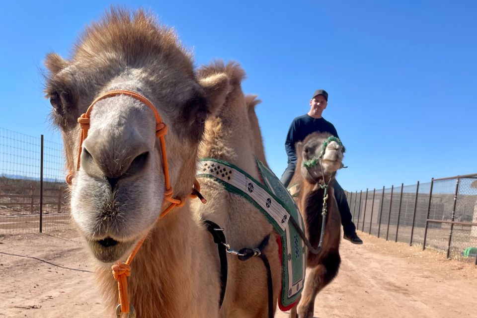 Las Vegas: Desert Camel Ride - Key Points