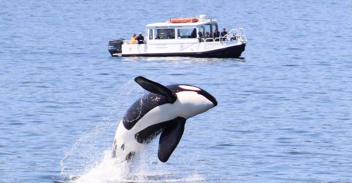 Lopez Island: Whales & Wildlife Boat Tour - Tour Overview