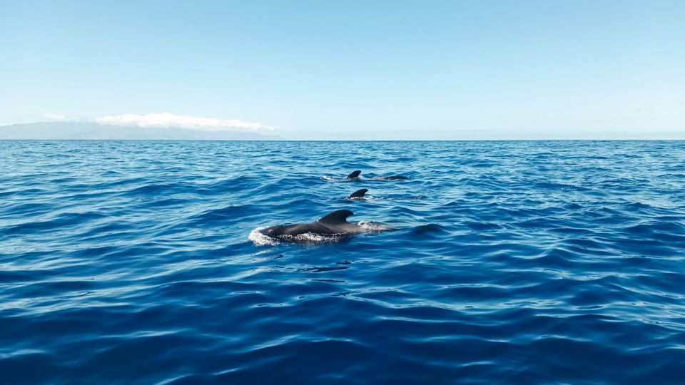 Los Gigantes: Whales and Dolphin Watching Cruise With Lunch - Key Points