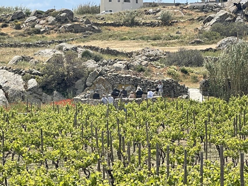 Naxos: Private Vineyard Tour & Wine Tasting With an Expert - Key Points