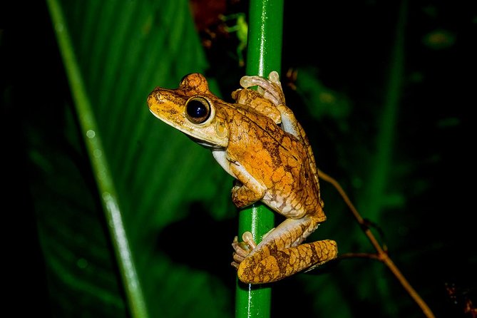 Night Jungle Tour With Dinner (Rainmaker Park) - Logistics