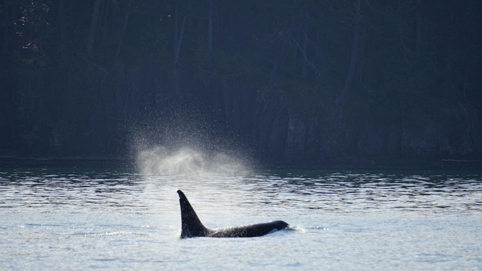 Orcas Island: Whale Watching Guided Boat Tour - Key Points