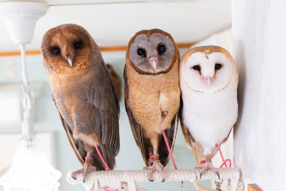 Owl Cafe Tokyo Akiba Fukurou - Key Points