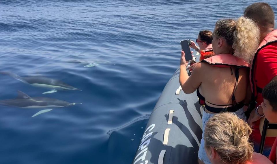 Portimão: Dolphins and Marine Life Boat Tour With Biologist - Key Points