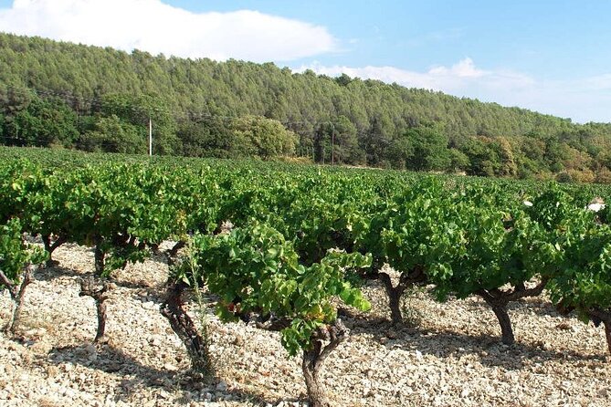 Private Oenogourmande Walk in the Luberon With Tastings - Key Points
