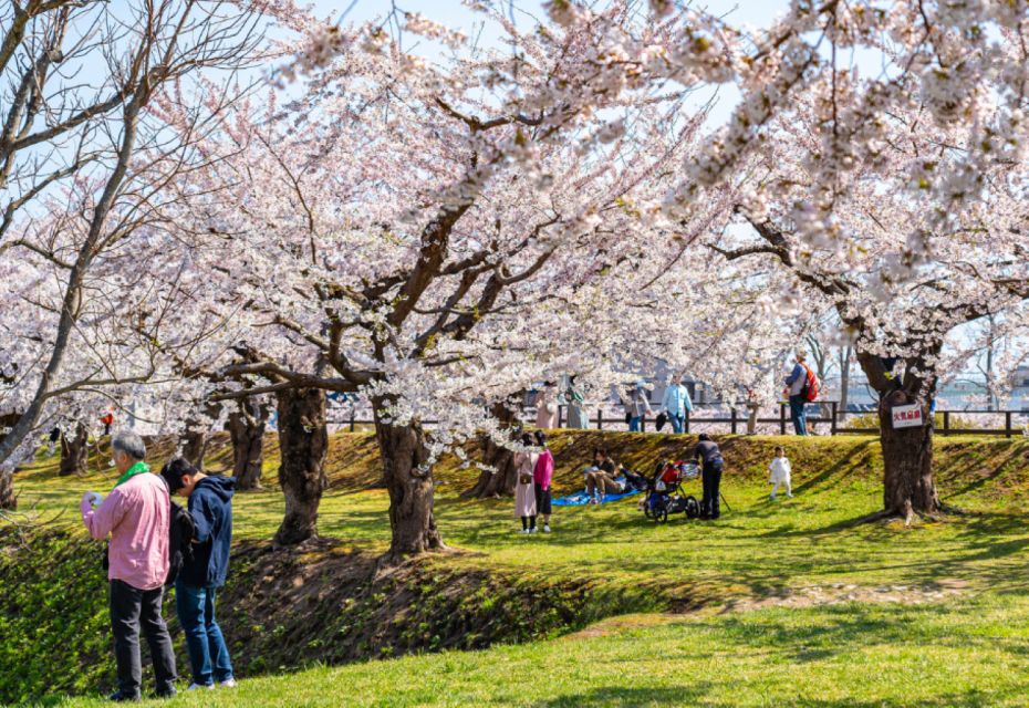 Private & Unique Nagasaki Cherry Blossom "Sakura" Experience - Key Points