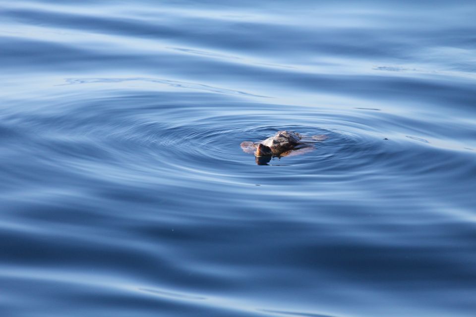 Puerto Colon : Whale & Dolphins Sailing Excursion - Key Points