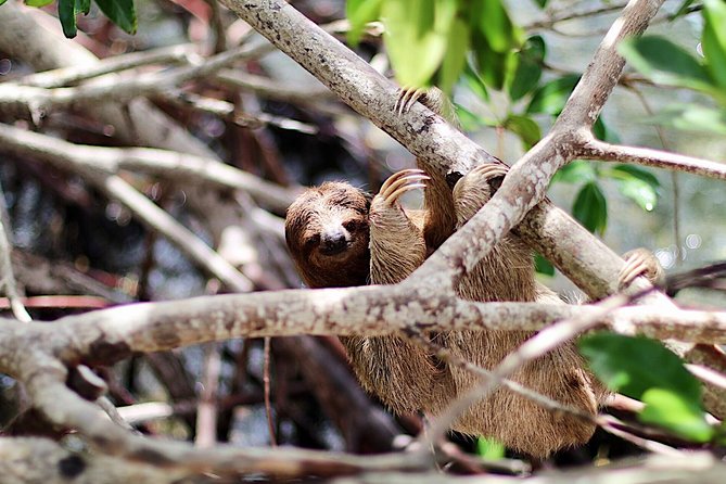 Roatan Island Tour & Daniel Johnsons Monkey and Sloth Hangout Tour - Key Points