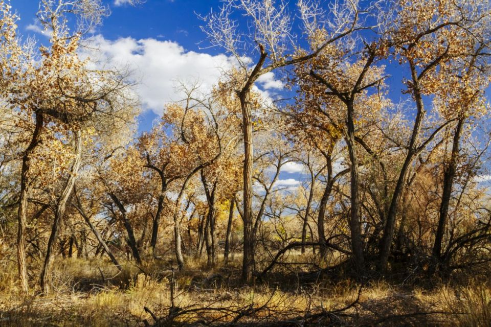 Santa Fe E-bike Adventure Half-Day Tour - Key Points