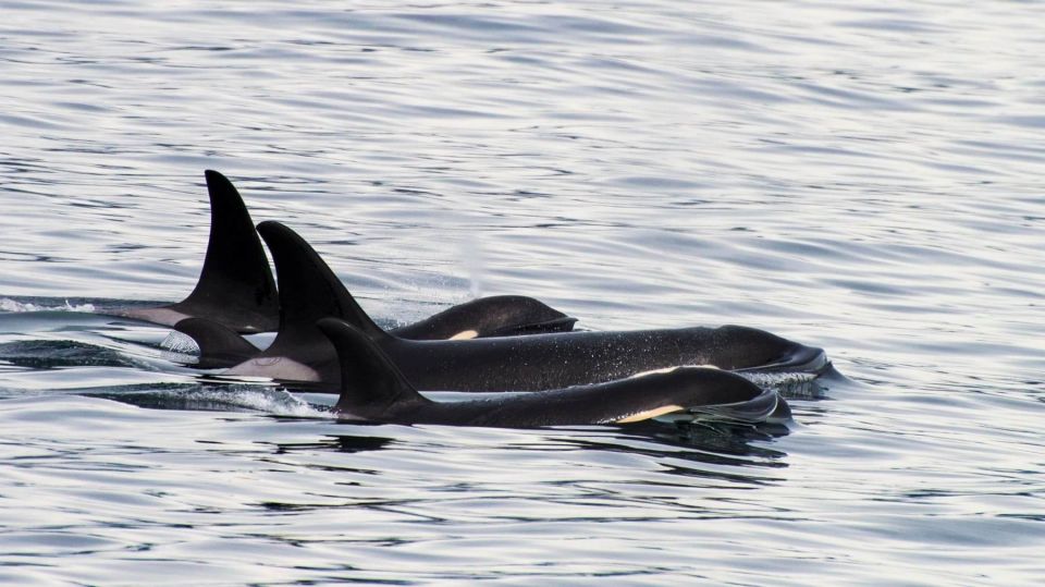 Seward: Resurrection Bay and the Kenai Fjords Orca Cruise - Key Points