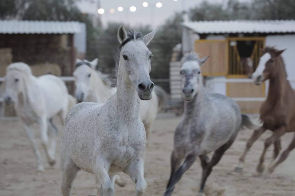 Sousse/Monastir: Private Horseback Riding Trip With Transfer - Key Points