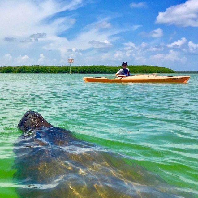 St Pete & St Pete Beach: Coastal Kayak Charters - Tour Highlights