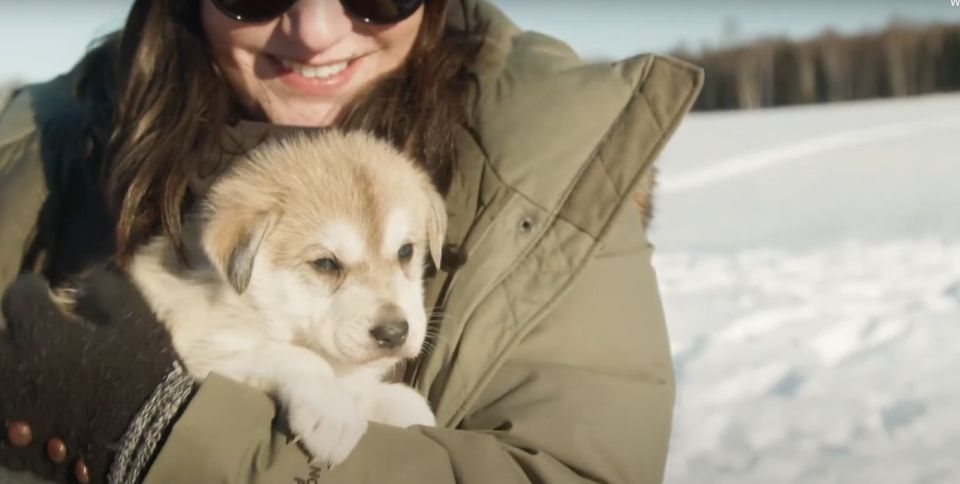 Talkeetna: Alaskan Winter Dog Sledding Experience - Key Points