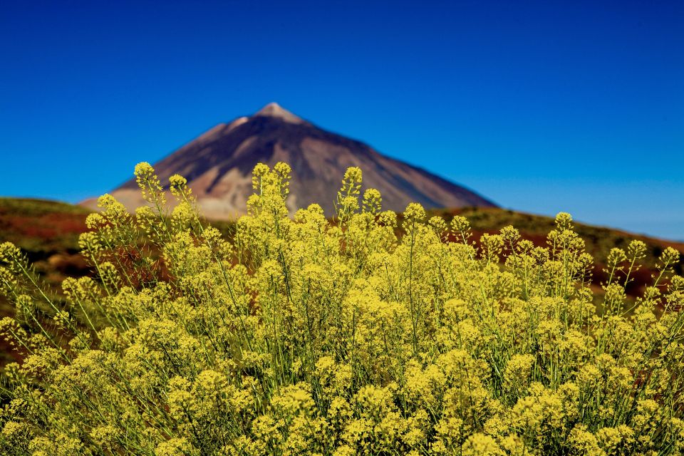 Tenerife Private Tour: Mount Teide Nature and Wine - Key Points