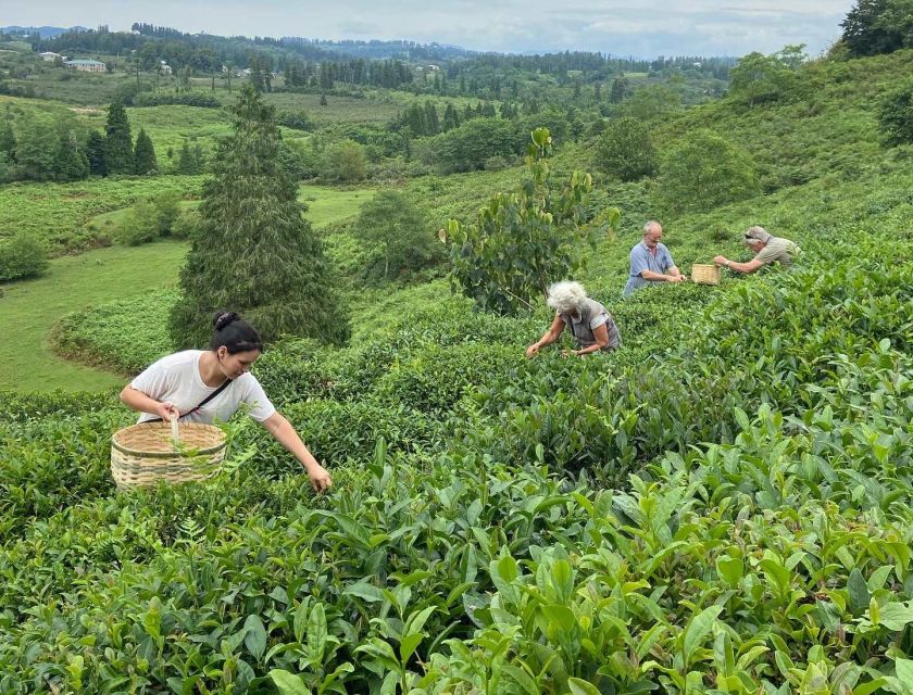 The Green Gold of Georgia - Tea Plantations in Chaqvi and Guria