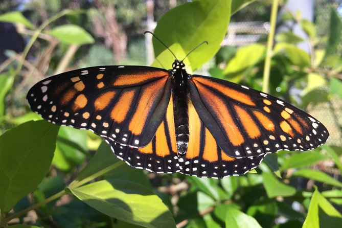 The Maui Butterfly Farm Tour! - Key Points