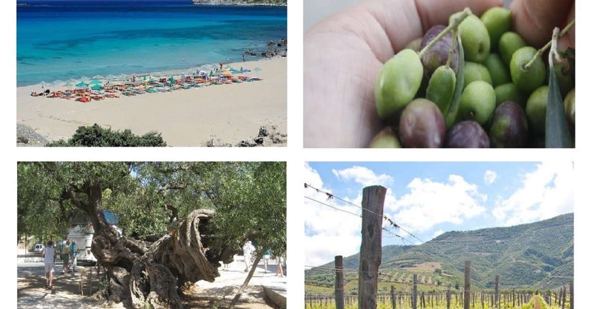 Wine and Olive, Falasarna Beach Day Tour - Key Points