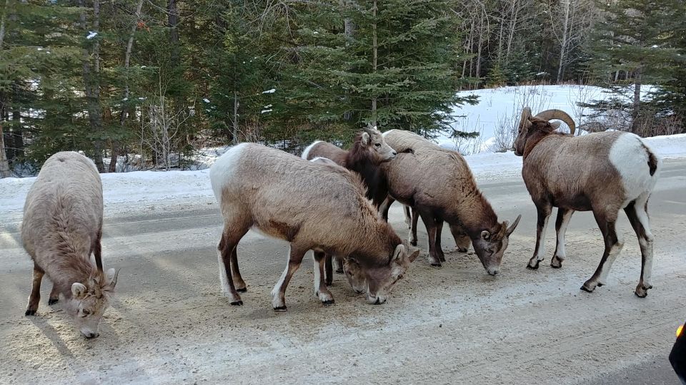 6 Day Canadian Rockies Explorer Private Tour - Tour Description