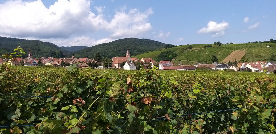 Alsace: Private Wine Tour - Exclusive Wine Tasting Experiences