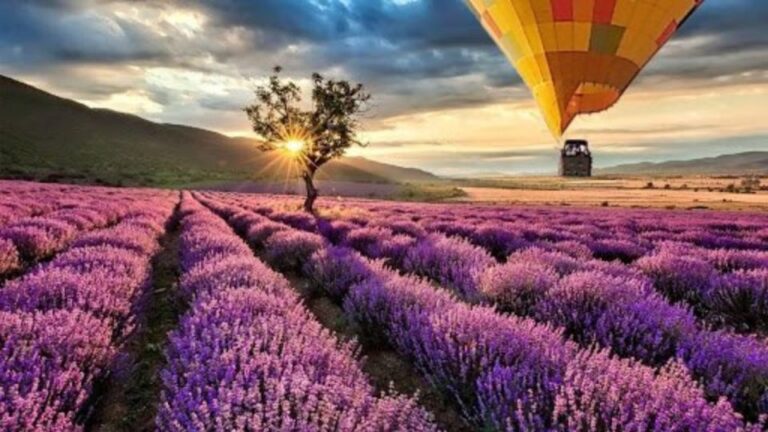 Brihuega: Balloon Flight Above Lavender Fields