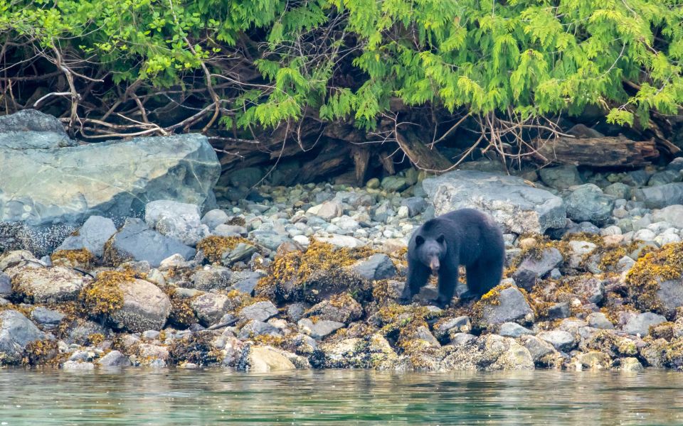 Campbell River: Discovery Passage Wildlife Zodiac Boat Tour - Tour Details