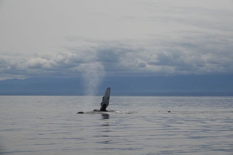 Campbell River: Kayaking and Whale Watching Tour