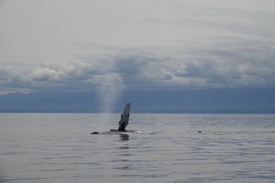 Campbell River: Kayaking and Whale Watching Tour - Tour Details