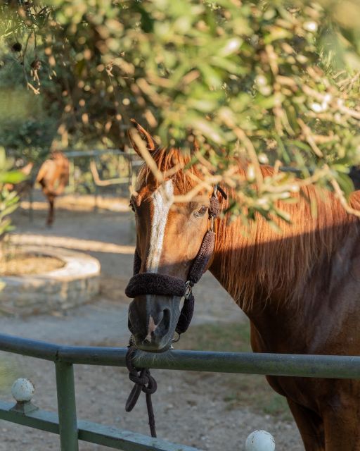 Crete Horse Riding: Cretan Countryside Ride