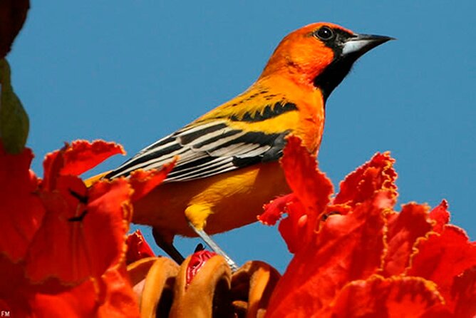 Desembocada and Ameca River Bird Paradise (Wetland and Tropical Birds in Pv) - Booking Information