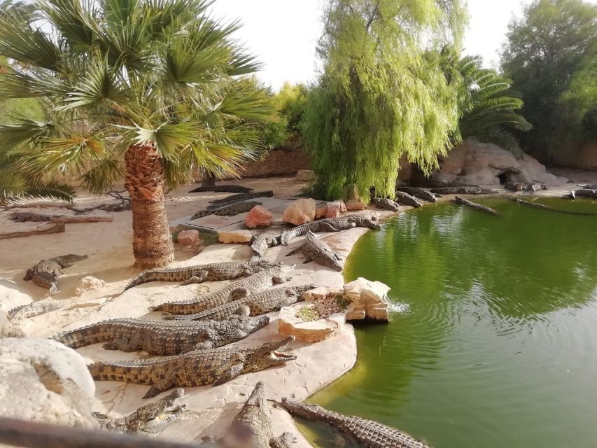 Djerba: Explore Park and Crocodile Farm With Pickup - Tour Details