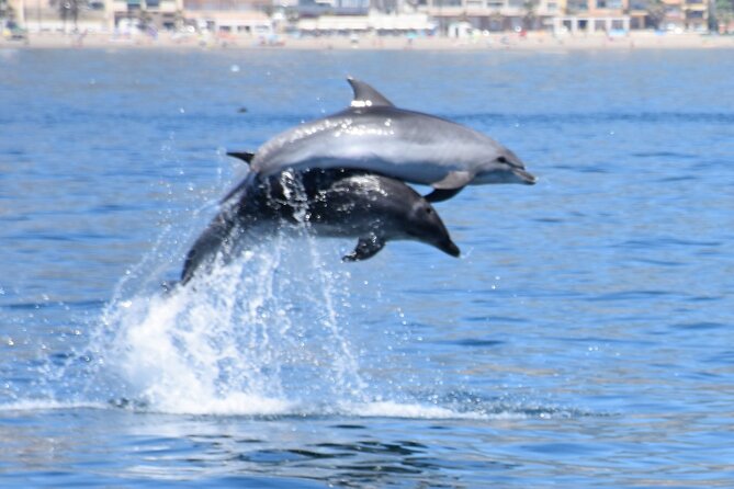 Dolphin Sightseeing Boat Tour From Benalmadena - Tour Highlights