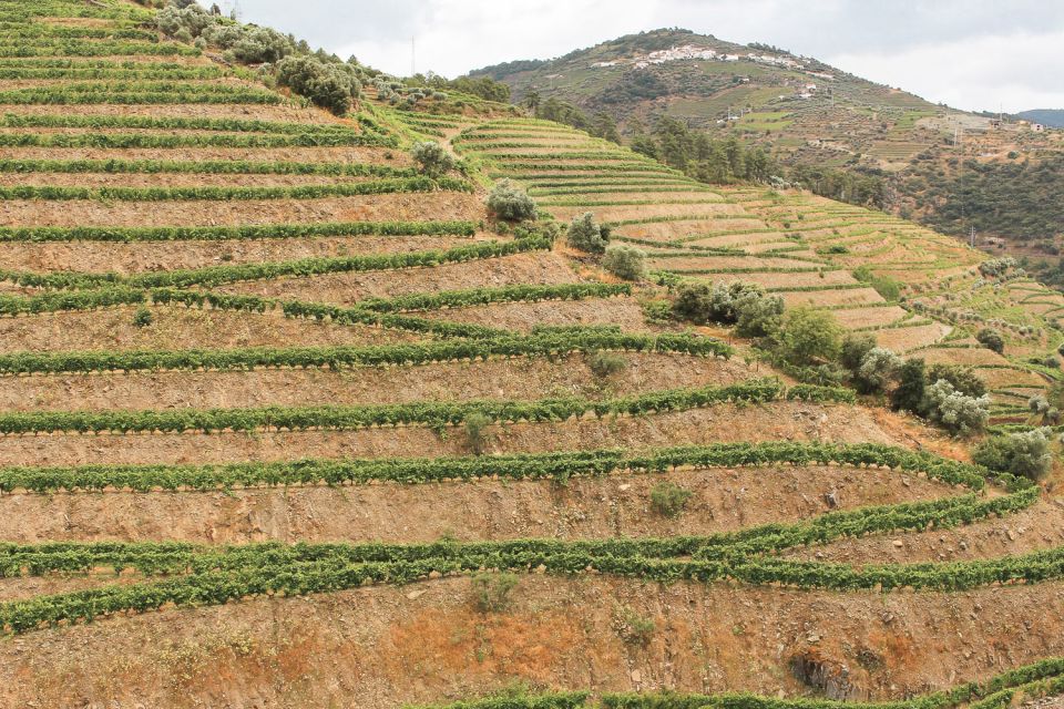 Douro Valley: Small-Group Wine Tasting Tour, Lunch & Boat - Tour Description