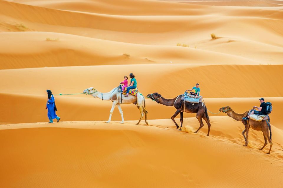 Douz: Sahara Desert Camel Trek With Lunch - Tour Details