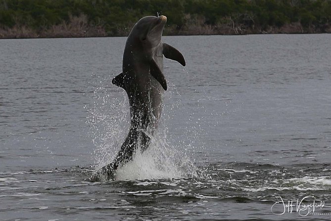 Everglades National Park Dolphin, Birding and Wildlife Boat Tour (2 Hours) - Tour Overview