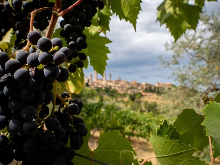 Florence or Bologna: 2 Cellar Tours in Chianti With Lunch