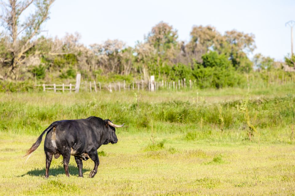 From Arles: Half-Day 4x4 Camargue Safari - Booking Details