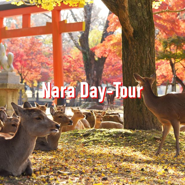 From Osaka: 10-hour Private Customized Tour to Nara - Tour Highlights