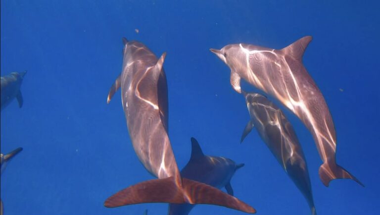 From Waikiki: Turtle Canyons Snorkeling Tour