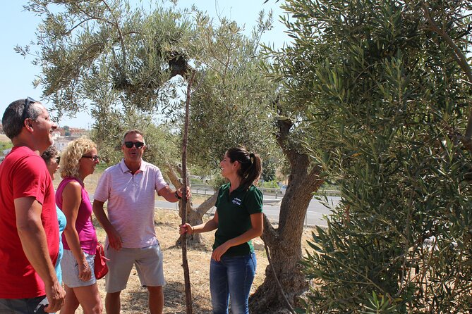 Guided Tour and Olive Oil Tasting in Alhaurin El Grande (Málaga) - Meeting and Pickup