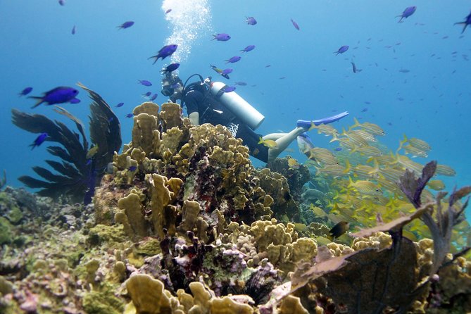 Isla Mujeres Small-Group MUSA Scuba Dive - Inclusions