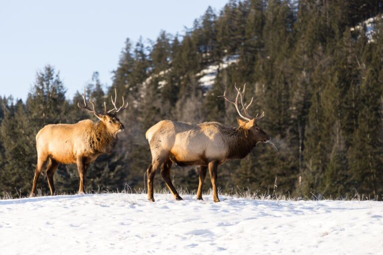 Jasper: Winter Wildlife Bus Tour in Jasper National Park